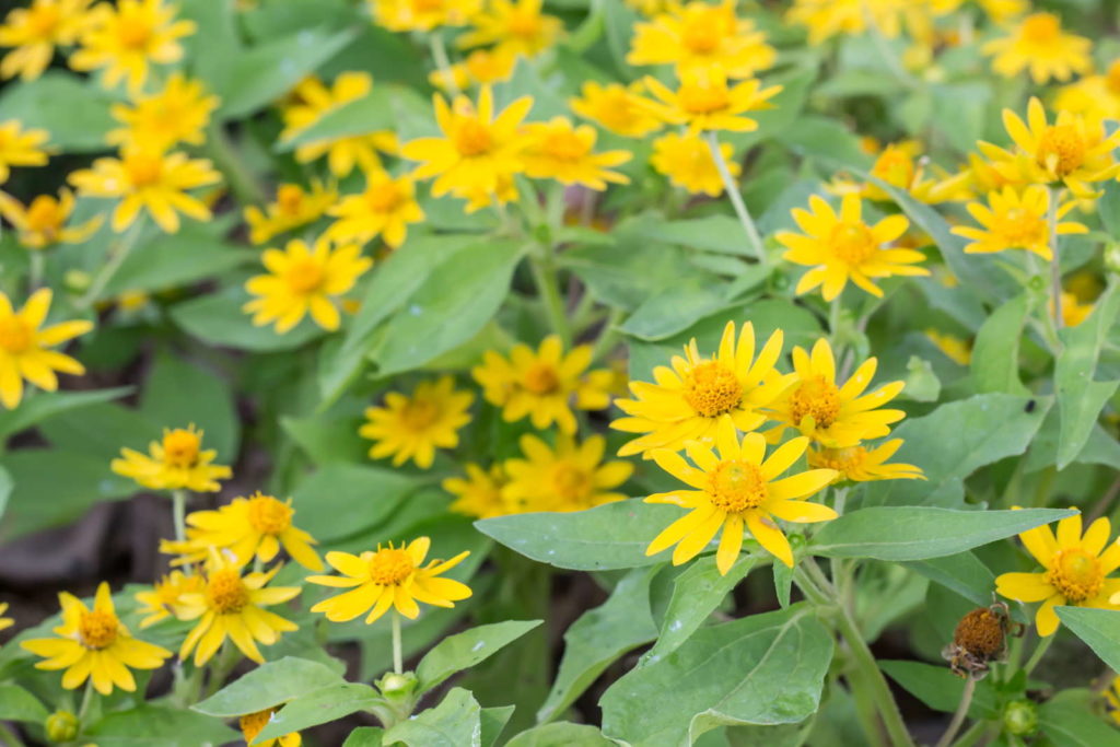 Arnica planta medicinal flores amarelas