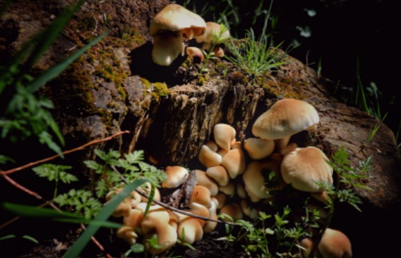 Microdosagem de cogumelos mágicos com psilocibina