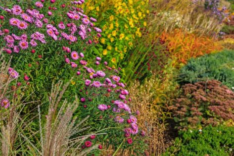 Perenes de outono: as mais bonitas para jardim e varanda